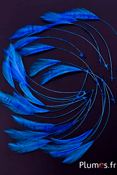 Coq filant - 10-15 cm - turquoise